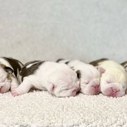 Bulldog Puppies from Fields’ Folly