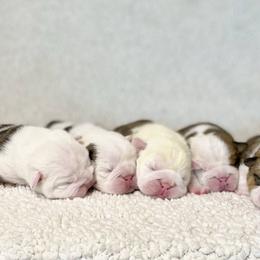 Bulldog Puppies from Fields’ Folly