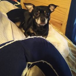 Teddy - Chihuahua