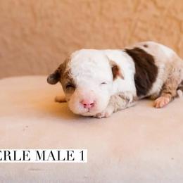 Aussiedoodle and Goldendoodle Puppies from Ever After Doodles Arizona