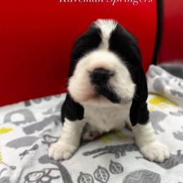 Female- Black white-tri possible -  Sugar - Black and white female English Springer Spaniel puppy in Pacific, Washington from Kaveman Springers