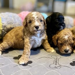 Cavapoo and Cockapoo Puppies from Benji’s Cockapoos