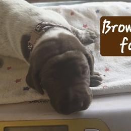Brown boy - Liver roan male German Shorthaired Pointer puppy in Dahlonega, Georgia from Pointer Mountain Bird Dogs