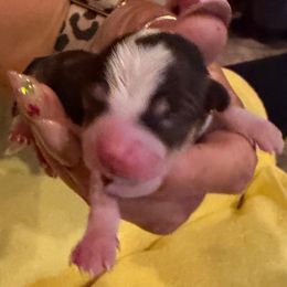 Mocha - Chocolate and white female Chihuahua puppy in Drumright, Oklahoma from Fancy Pants Chihuahua’s