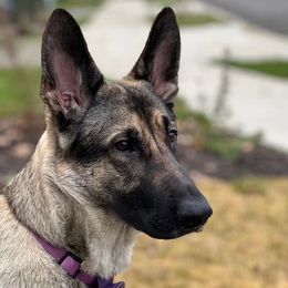 Betty - Sable female German Shepherd puppy in Oakland, Oregon from VHM German Shepherds