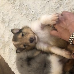 Duke--Boy sable Merle - Sable merle male Collie puppy in Abilene, Texas from Regal Lassie's
