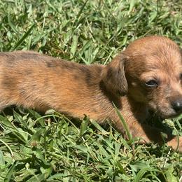 CKC SHADED RED DAPPLE BRINDLE SMOOTH COAT - Dapple female Dachshund puppy in Anderson, California from Golden Paws Dachshunds