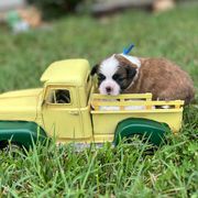 Royal blue collar - Teddy - Brindle and white male Shorkie puppy in Mays Landing, New Jersey from Fancy Paws Shorkies & Shih Tzus