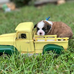 Royal blue collar - Teddy - Brindle and white male Shorkie puppy in Mays Landing, New Jersey from Fancy Paws Shorkies & Shih Tzus