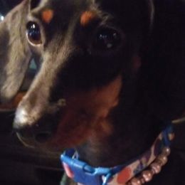 Berlyn - Dachshund