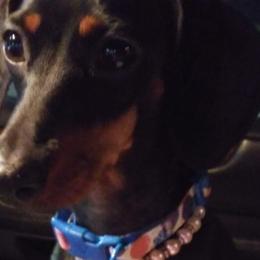 Berlyn - Dachshund