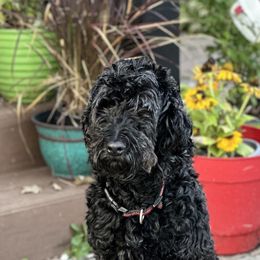 Onyx - Goldendoodle