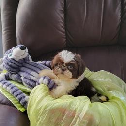 Snuggle Bear - Chocolate and tan male Shih Tzu puppy in Cartersville, Georgia from 100 Acre Woods Shih Tzu Plantation