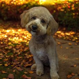 Bode - Goldendoodle