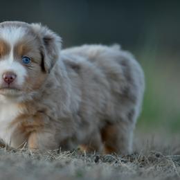 Miniature Australian Shepherd puppies from Southern Edition Aussies