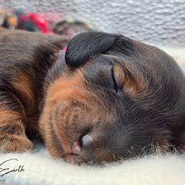 Dark Pink Collar ON HOLD - Red female Dachshund puppy in Zebulon, North Carolina from Salt of the Earth Dachshunds