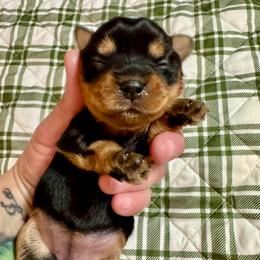 Miranda - Black and tan female Yorkipoo puppy in Killen, Alabama from Yorkie Oodle Doodle