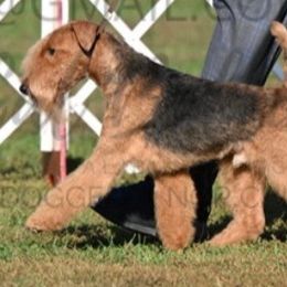Piper - Lakeland Terrier