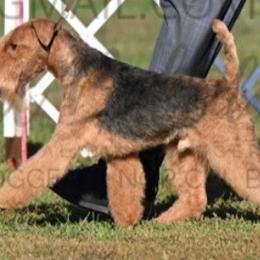 Piper - Lakeland Terrier