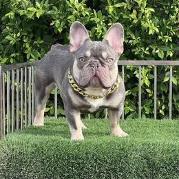 Lola - French Bulldog