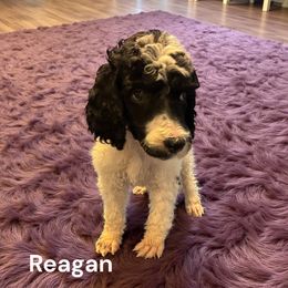 Reagan - Parti female Poodle puppy in Washington, Pennsylvania from Patriotic Poodles