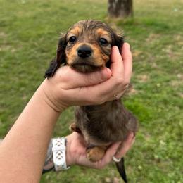Rowan - Red male Dachshund puppy in Troup, Texas from East Texas Dachshunds