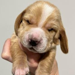 Reese's (royal blue) - Red and white male Basset Hound puppy in Kingsport, Tennessee from Bear’s Bassets