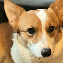 Foxy - Pembroke Welsh Corgi