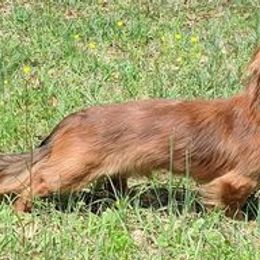 Dachshunds from Doitsujin Dachshunds