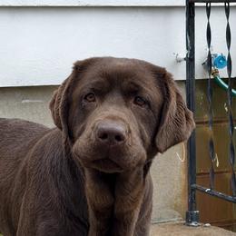 Bailey - Labrador Retriever
