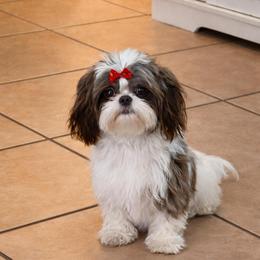Betty - Shih Tzu