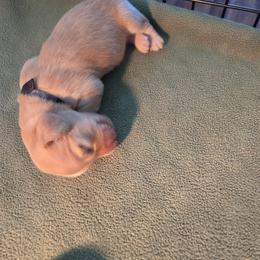 Dachshund Puppies from Rebeka Davy