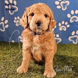 Peter - Red male Labradoodle puppy in Peyton, Colorado from Grace N Faith Doodles