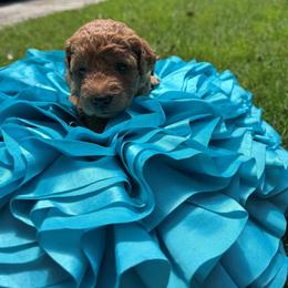 Double Doodle Puppies from Abbott Mini Doodles