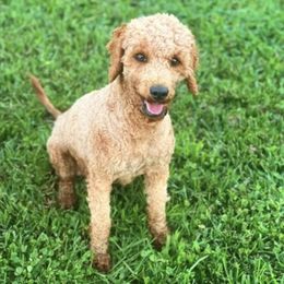 Laney - Goldendoodle