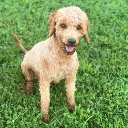 Laney - Goldendoodle