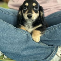 Allie - Black and cream female Dachshund puppy in Mc Donough, Georgia from Hot Diggity Doxies