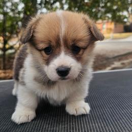 Girl 1 - Red female Pembroke Welsh Corgi puppy in Allen, Texas from Whitecreek Corgis