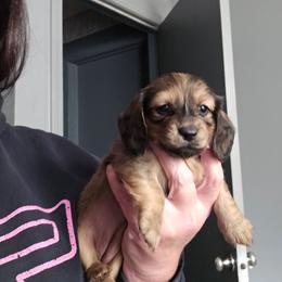 G3 - Sable female Dachshund puppy in Lansing, Michigan from Black Thunder 517 Dachshunds and frenchies