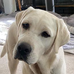 Kiara - Yellow female Labrador Retriever puppy in Lake Hughes, California from Golden Hills Retrievers