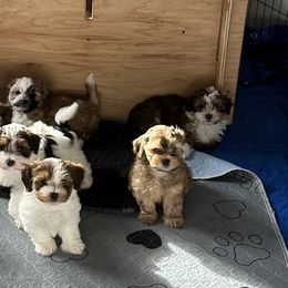 Havanese Puppies from MyHeartsHavis