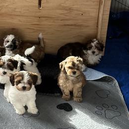 Havanese Puppies from MyHeartsHavis