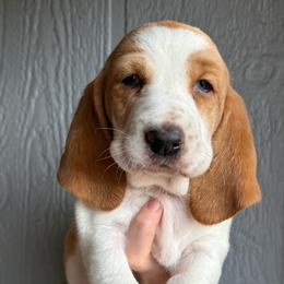 Cassie - Lemon and white female Basset Hound puppy in New Mexico from Zia Trail Doxies