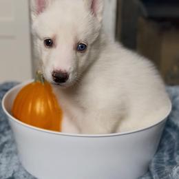 Siberian Husky Puppies from Snowy Siberians