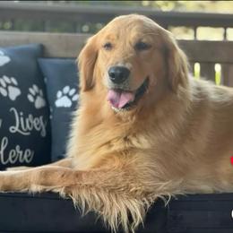 Roxy - Golden Retriever