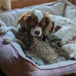 Elle - Cavalier King Charles Spaniel