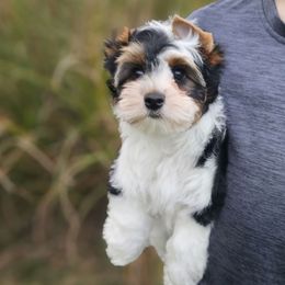 Chucky - Black tan and white male Biewer Terrier puppy in Mercer County, New Jersey from Winter Grove
