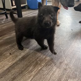 Boy 2 - Blue German Shepherd puppy in Austin, Texas from Vom Haus Roman