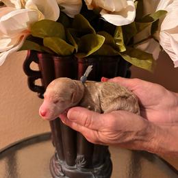 Gray Boy - Cream male Goldendoodle puppy in Kitsap County, Washington from Amazing Grace Doodles