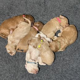 Goldendoodle Puppies from Kingwood Goldendoodles